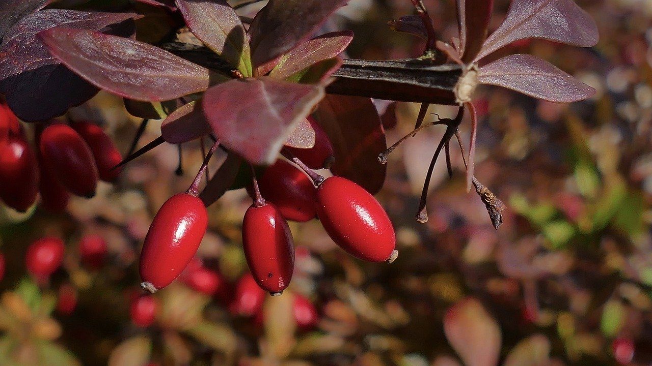 barberry-4582588_12801-1280x720.jpg