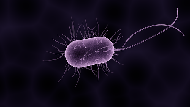 bacteria-1832824_640.png